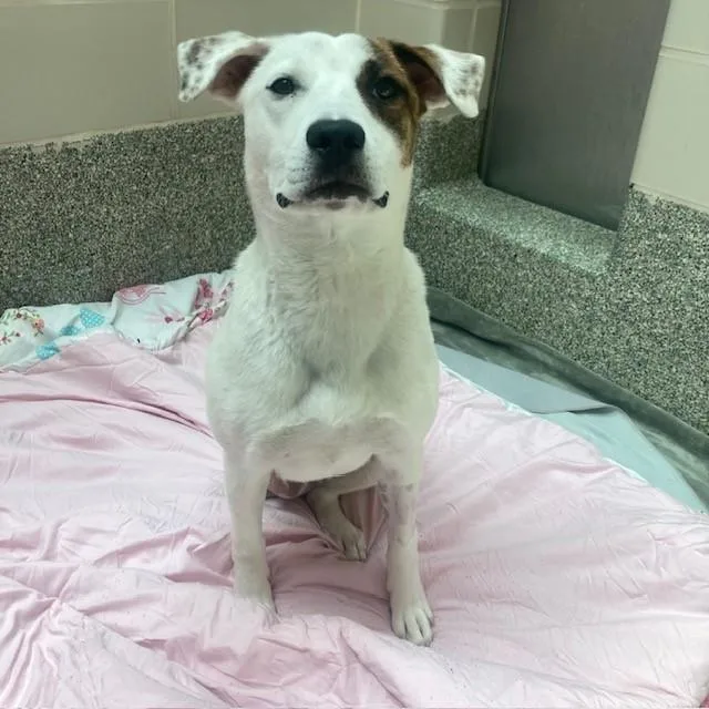 An adult medium-sized female Parson Russell Terrier dog named Portia for adoption in Boston, MA