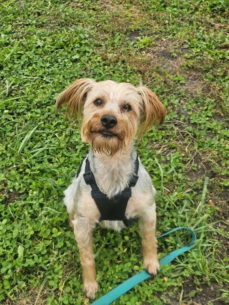 An adult small-sized male Yorkshire Terrier dog named Bently for adoption in Fremont, NE