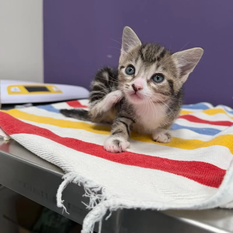 A baby small-sized female Gray / Blue / Silver Domestic Short Hair cat named Tanner for adoption in Englewood, FL