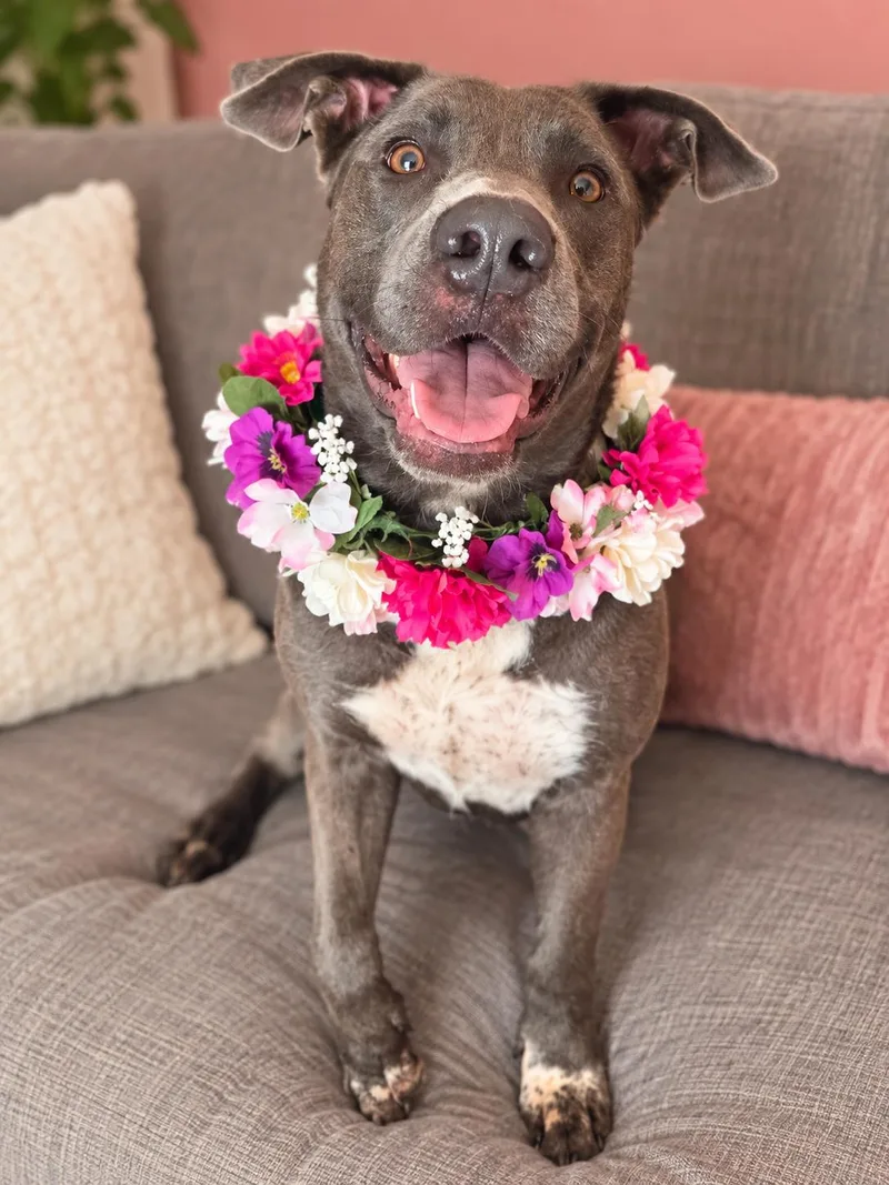 A young medium-sized female Pit Bull Terrier dog named Lilith for adoption in Menifee, CA