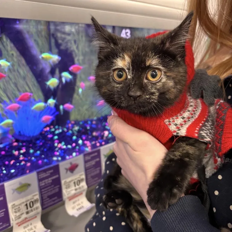 Holly Berry thumbnail 2