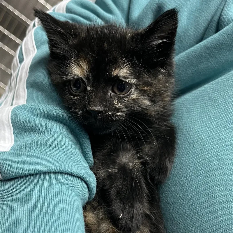 Holly Berry thumbnail 3