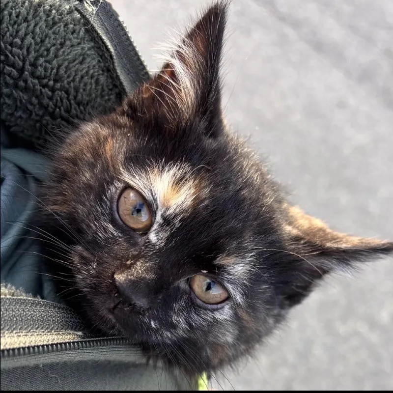 Holly Berry thumbnail 4