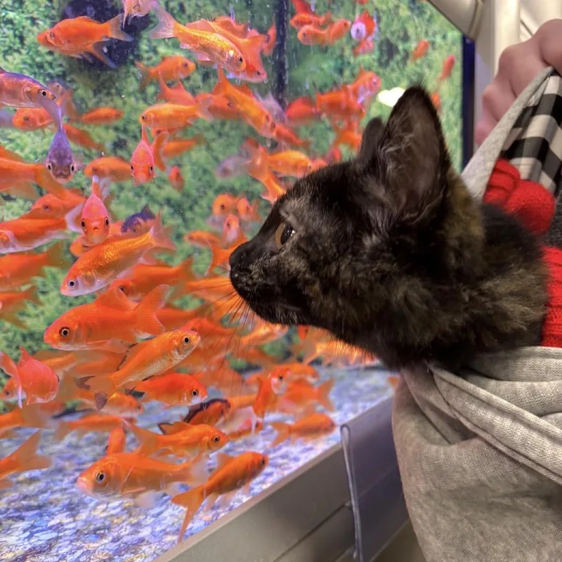 Holly Berry thumbnail 5