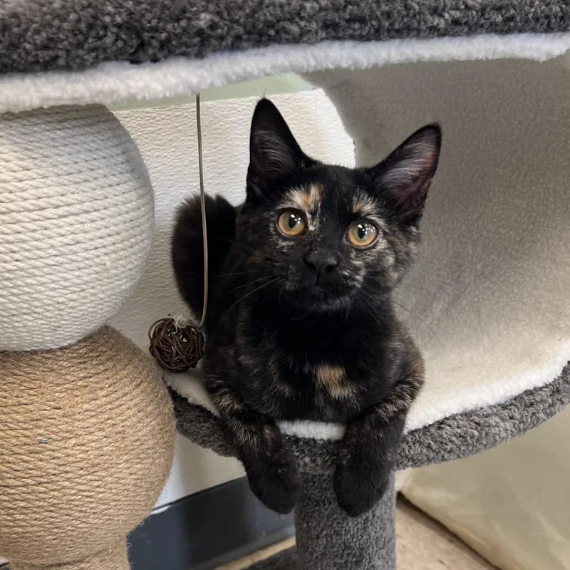 Holly Berry thumbnail 6