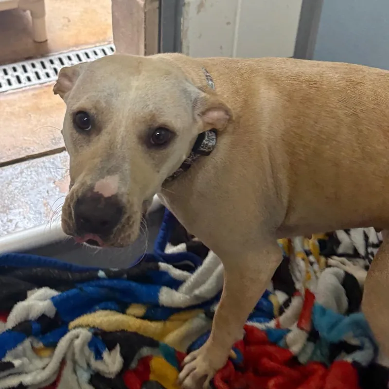 A young medium-sized female Yellow / Tan / Blond / Fawn Mixed Breed dog named Sweetpeas for adoption in Middleburg, FL