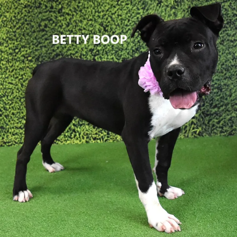 An adult medium-sized female Black Pit Bull Terrier dog named Betty Boop for adoption in Yuma, AZ