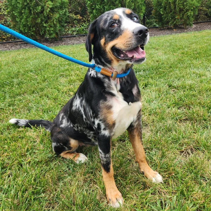 An adult large-sized female Black Bernese Mountain Dog dog named Meera for adoption in Fort Wayne, IN