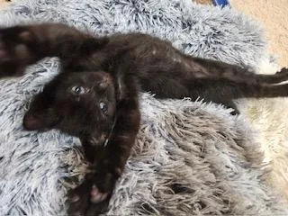 A young medium-sized male Black Domestic Short Hair cat named Claudius for adoption in Waxhaw, NC