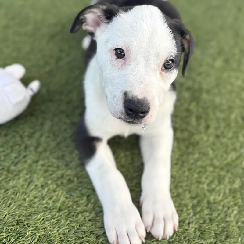 Duke