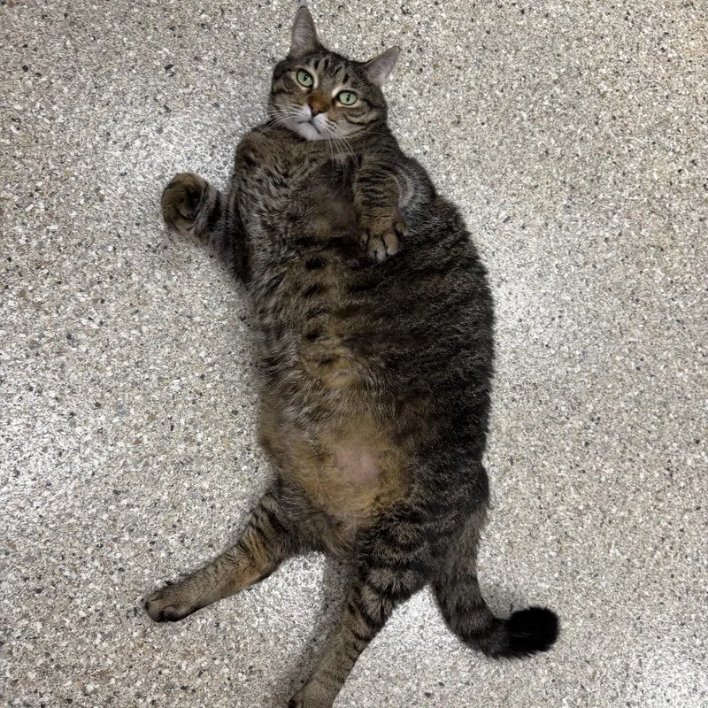 A senior extra large-sized male Gray / Blue / Silver Domestic Short Hair cat named Sumo for adoption in Detroit Lakes, MN
