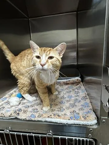 An adult medium-sized male Orange & White Domestic Short Hair cat named Mr. Goodbar for adoption in Chambersburg, PA
