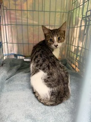 An adult medium-sized female Domestic Short Hair cat named Tori for adoption in Gainesville, FL
