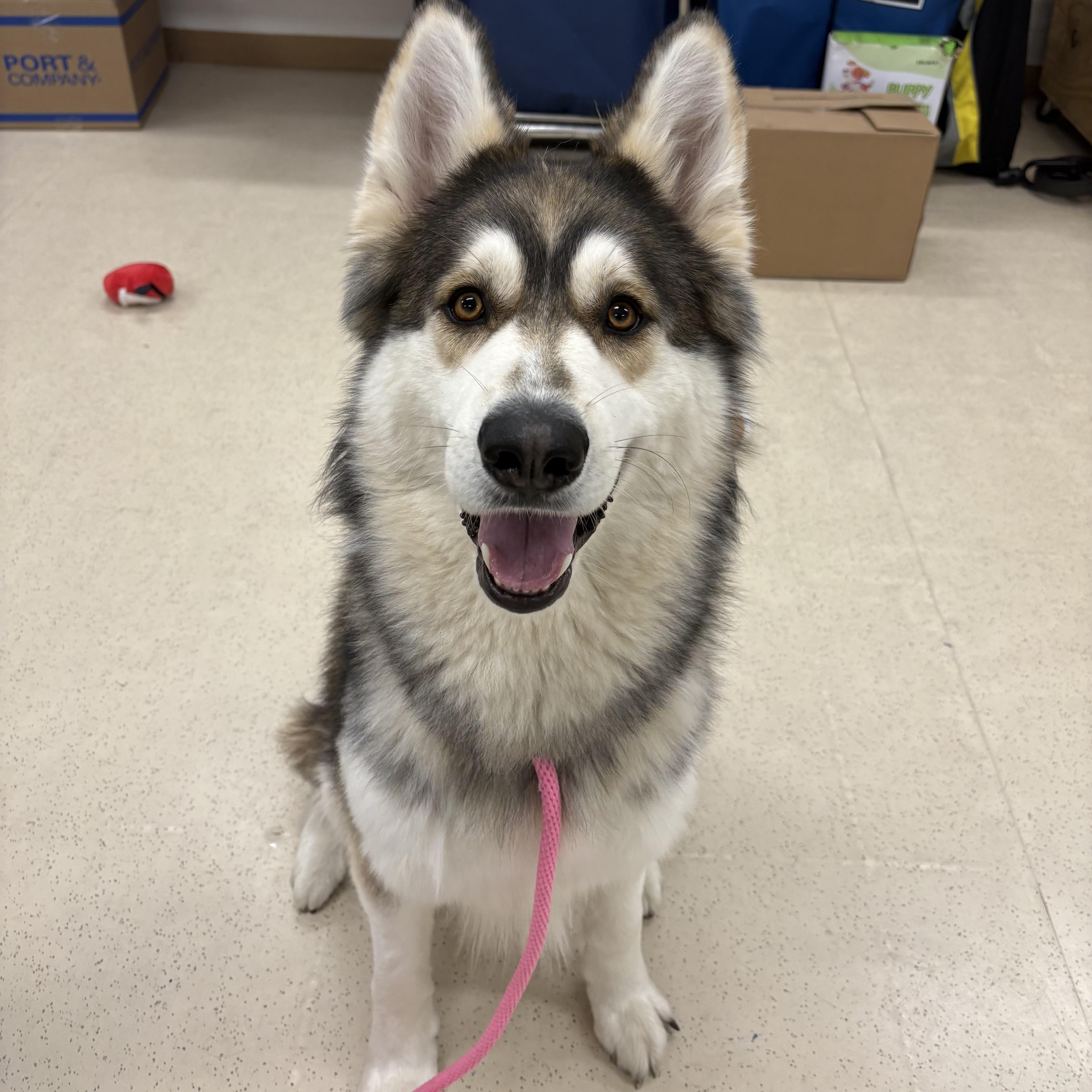 An adult large-sized male Apricot / Beige Husky dog named Simba for adoption in Eatontown, NJ
