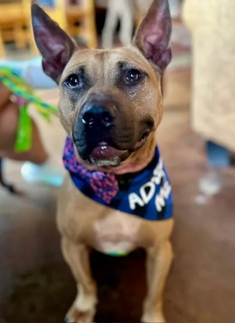 An adult medium-sized male Mixed Breed dog named Rocco for adoption in Charlotte, NC