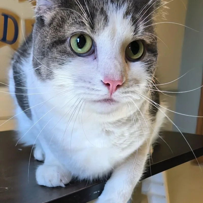 An adult medium-sized male Tabby (Buff / Tan / Fawn) Domestic Short Hair cat named Tomi for adoption in West Jefferson, OH