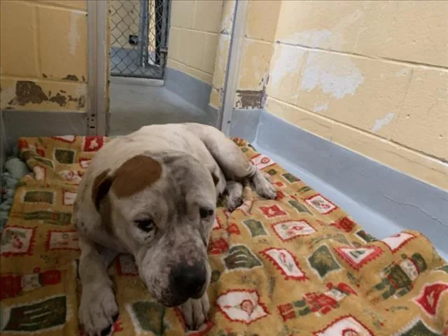 An adult large-sized female Pit Bull Terrier dog named Lantzy for adoption in Tulsa, OK
