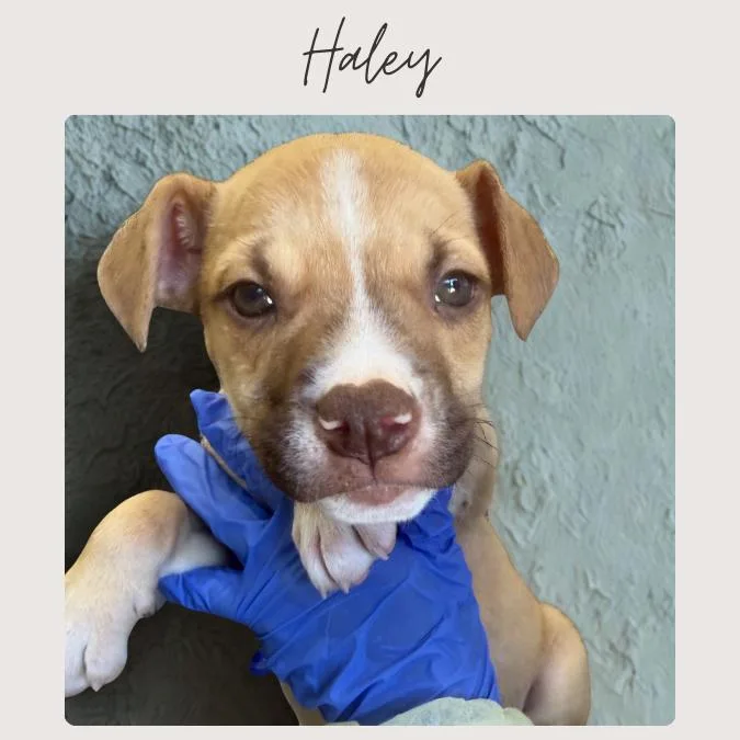 Haley