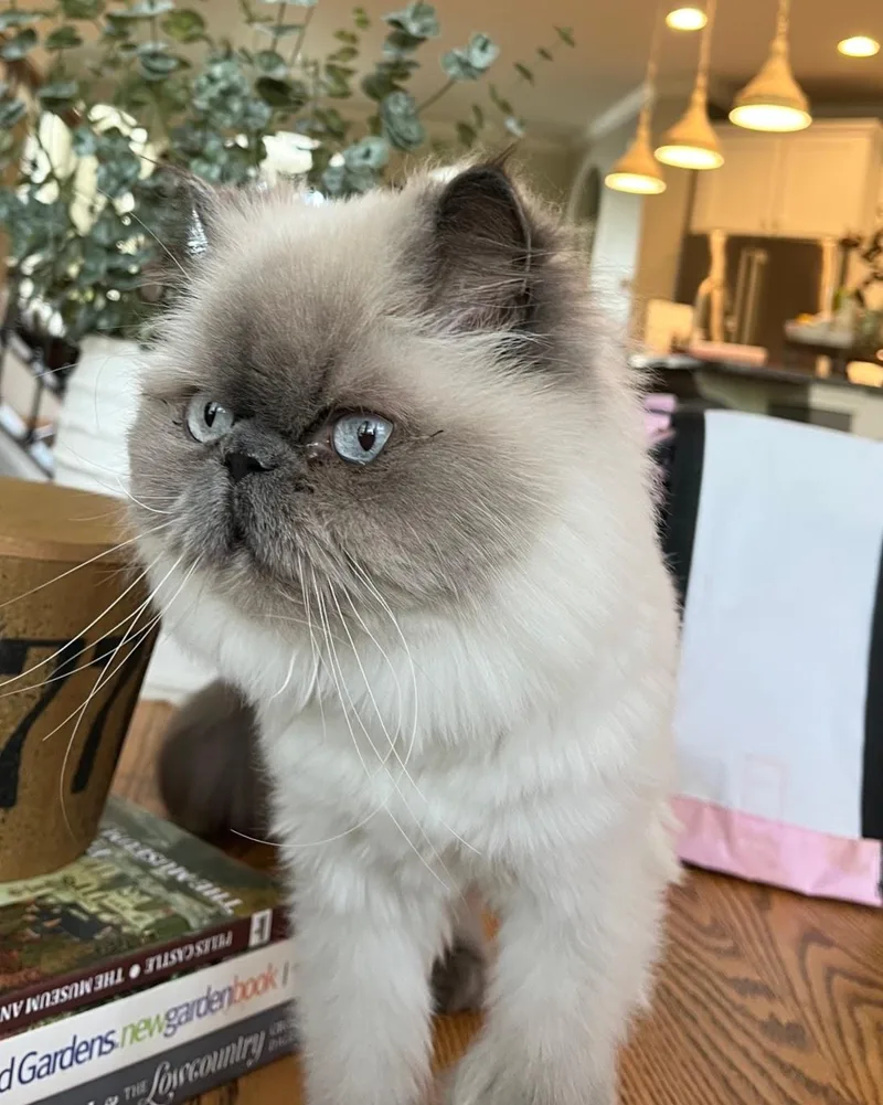 An adult medium-sized female Persian cat named Matilda Rose for adoption in Reston, VA