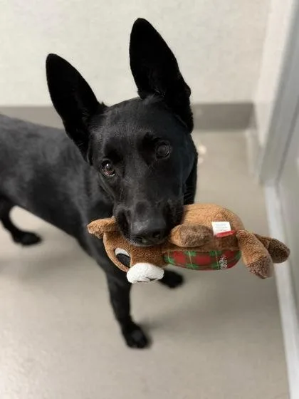 An adult large-sized female Shepherd dog named Art for adoption in Roseville, CA