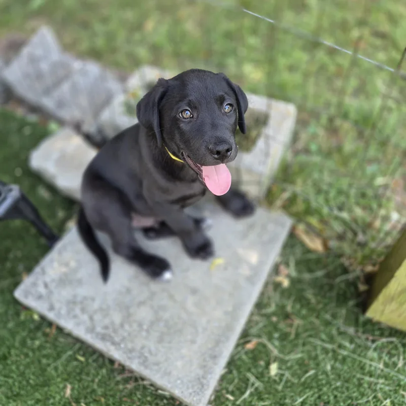A baby medium-sized male Black Labrador Retriever dog named Sunkist for adoption in Gallatin, TN
