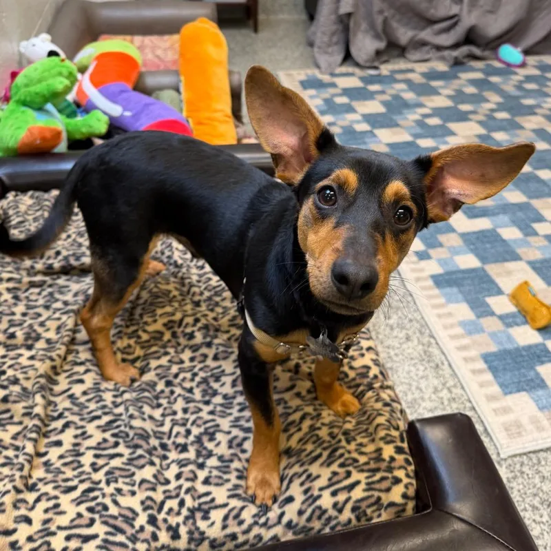 A young small-sized male Miniature Pinscher dog named Jasper Jones for adoption in Falls Church, VA