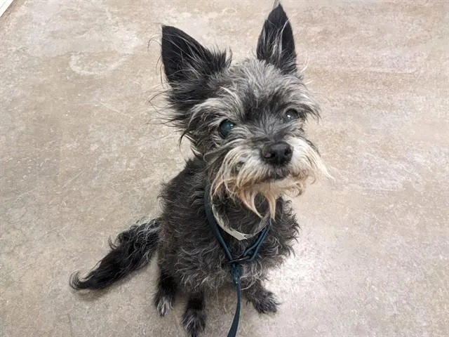 An adult small-sized female Cairn Terrier dog named Teeny for adoption in Phoenix, AZ