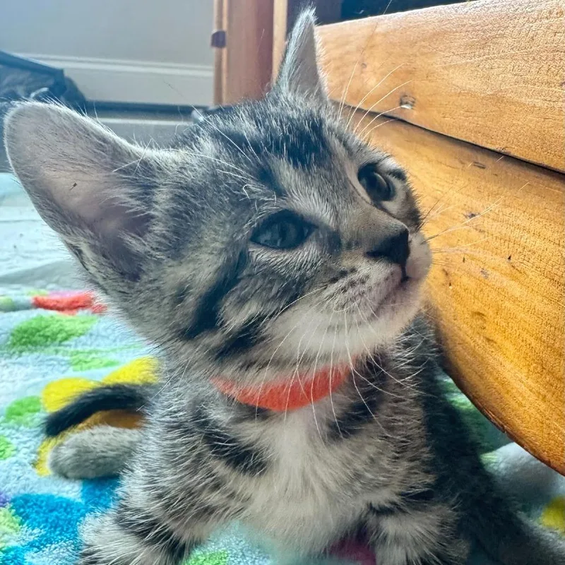 A baby small-sized female Domestic Short Hair cat named Forelle for adoption in Cumming, GA