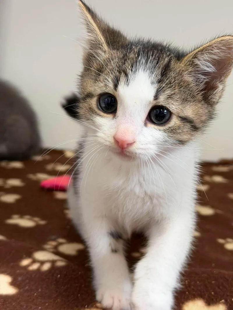 A baby small-sized female Domestic Short Hair cat named Lucia for adoption in Othello, WA