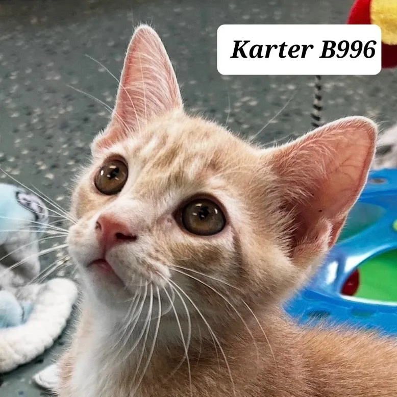 A baby medium-sized male Tabby (Buff / Tan / Fawn) Domestic Short Hair cat named Karter for adoption in Morganton, NC