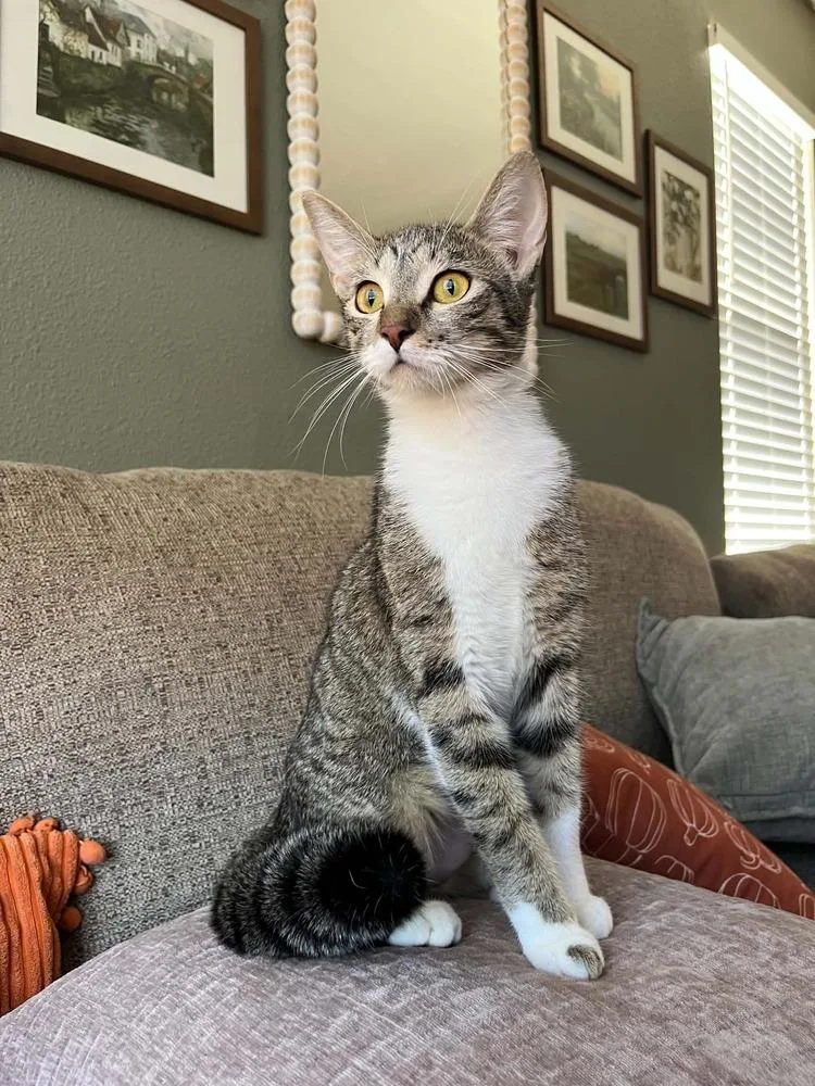 A young medium-sized female Gray & White Domestic Short Hair cat named Jenny for adoption in Sedalia, CO