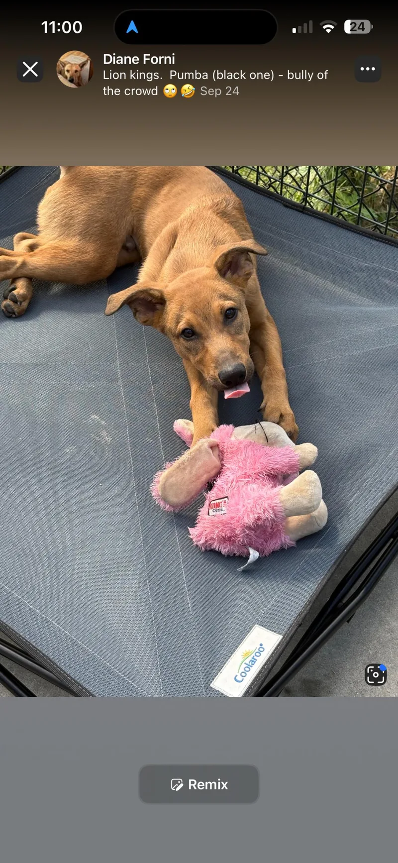 A baby small-sized male Brown / Chocolate Mixed Breed dog named Simba for adoption in Hamden, CT