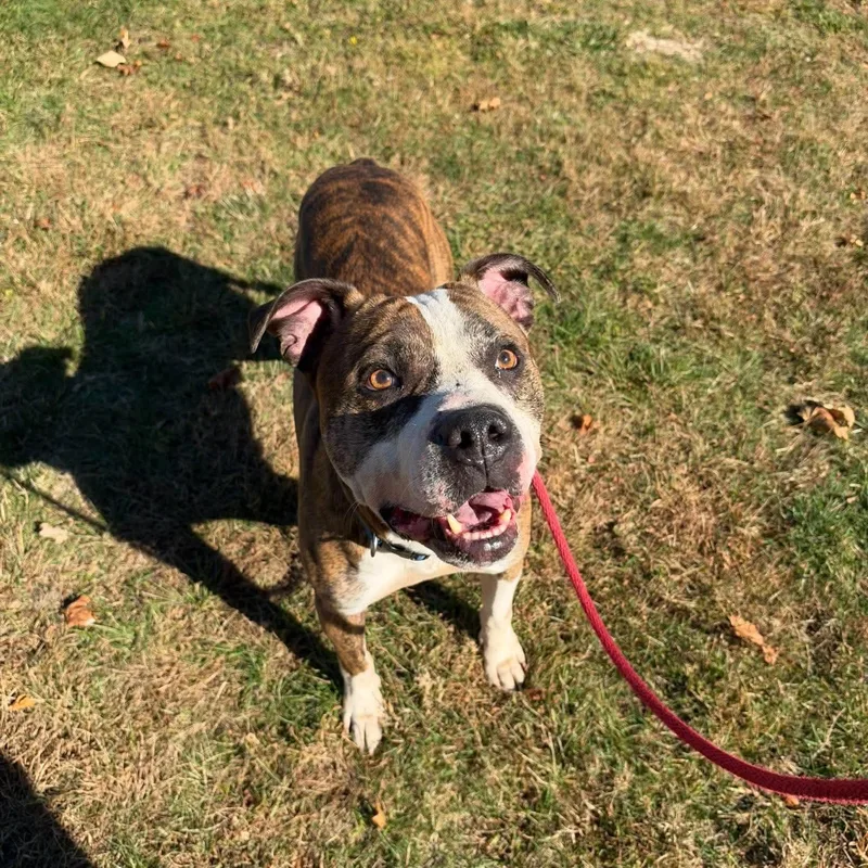 A young large-sized male Brindle Pit Bull Terrier dog named Gomez for adoption in Buffalo, NY