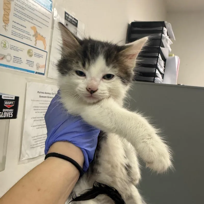 A baby small-sized male White Domestic Medium Hair cat named Freddie for adoption in Charleston, WV