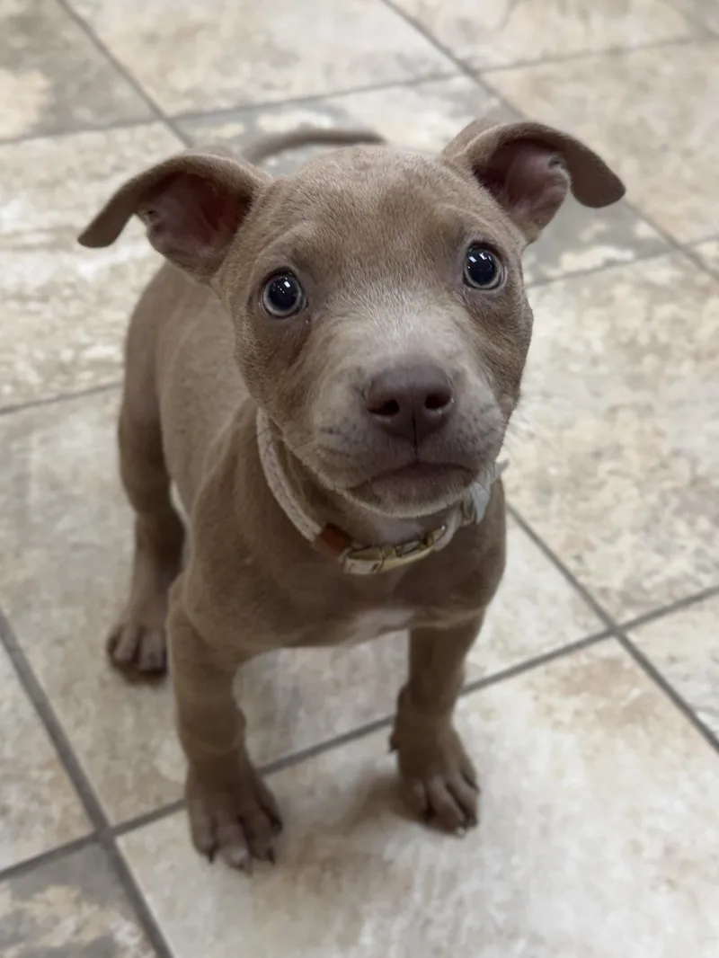 A baby medium-sized female Pit Bull Terrier dog named Lottie for adoption in Jefferson, WI