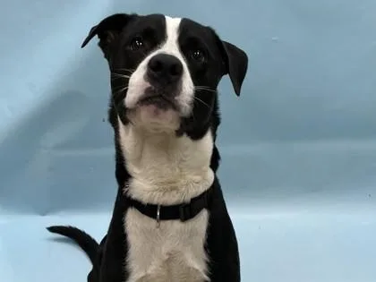 An adult large-sized male Retriever dog named Dante for adoption in Woodbury, MN