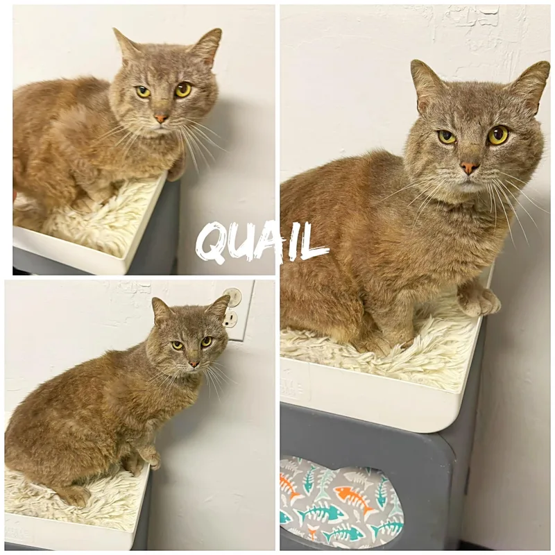 An adult medium-sized male Gray / Blue / Silver Domestic Short Hair cat named Quail for adoption in Saint James, MO