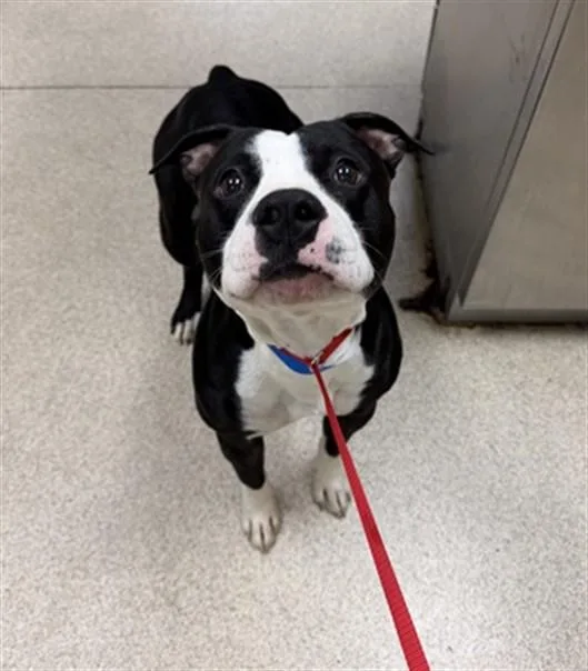 An adult medium-sized male Pit Bull Terrier dog named Mr. Bones for adoption in Riverside, CA