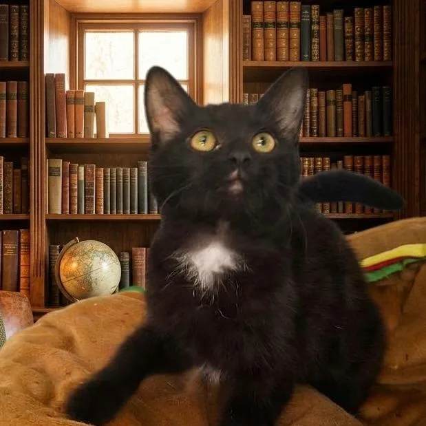 A young small-sized female Domestic Short Hair cat named Parm for adoption in Elwood, IN