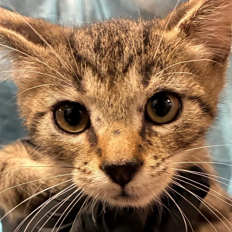 A baby small-sized male Brown / Chocolate Domestic Medium Hair cat named Echo for adoption in Yuma, AZ