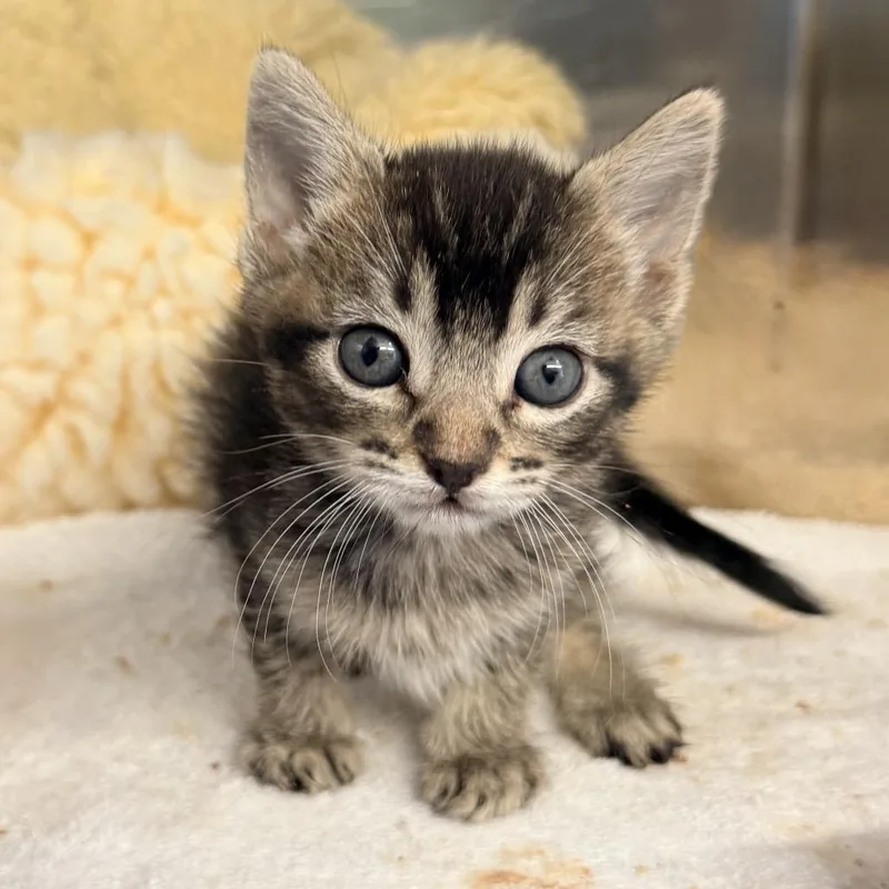 A baby small-sized female Black Domestic Short Hair cat named Cookies for adoption in Palm Springs, CA