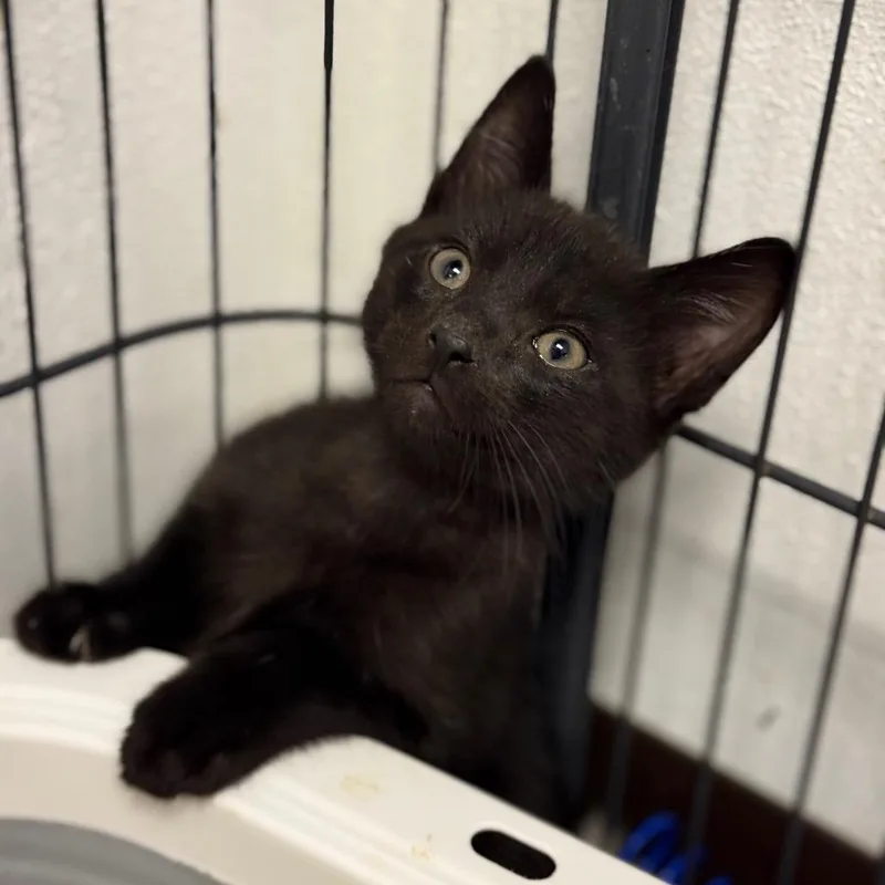 A baby small-sized male Black Domestic Short Hair cat named Sweets for adoption in Fort Smith, AR