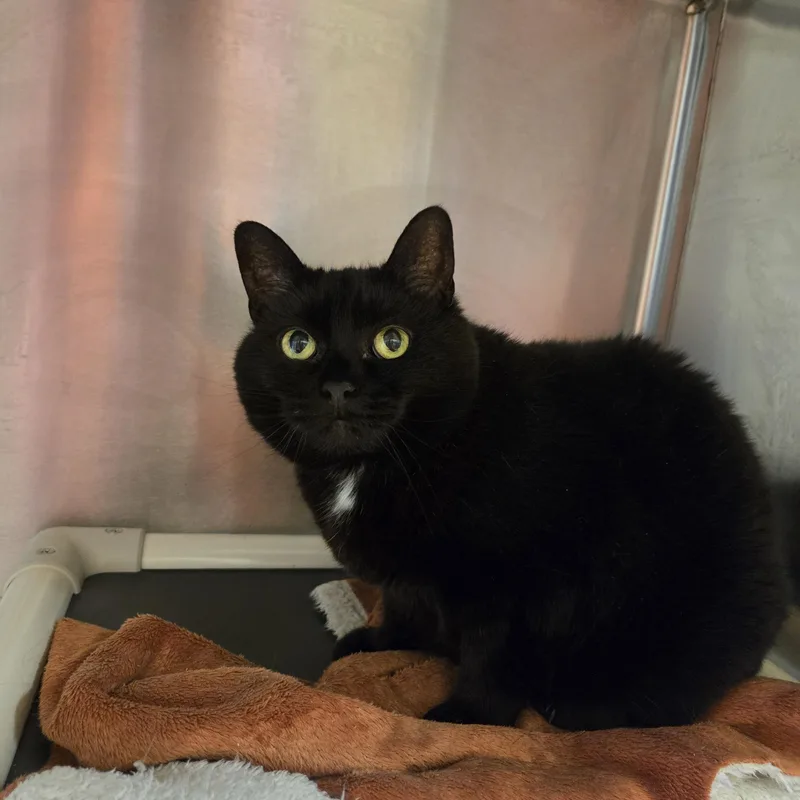 A senior medium-sized female Black Domestic Short Hair cat named Gertrude for adoption in Paris, ME