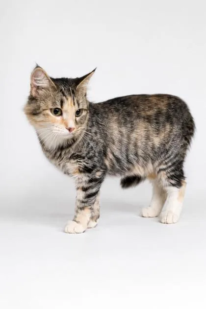A young small-sized female Domestic Medium Hair cat named Rosie for adoption in Cumming, GA