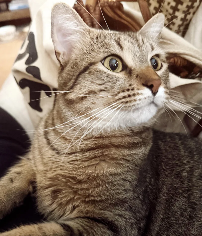 A young large-sized male Tabby (Brown / Chocolate) Tabby cat named Hemingway for adoption in Philadelphia, PA