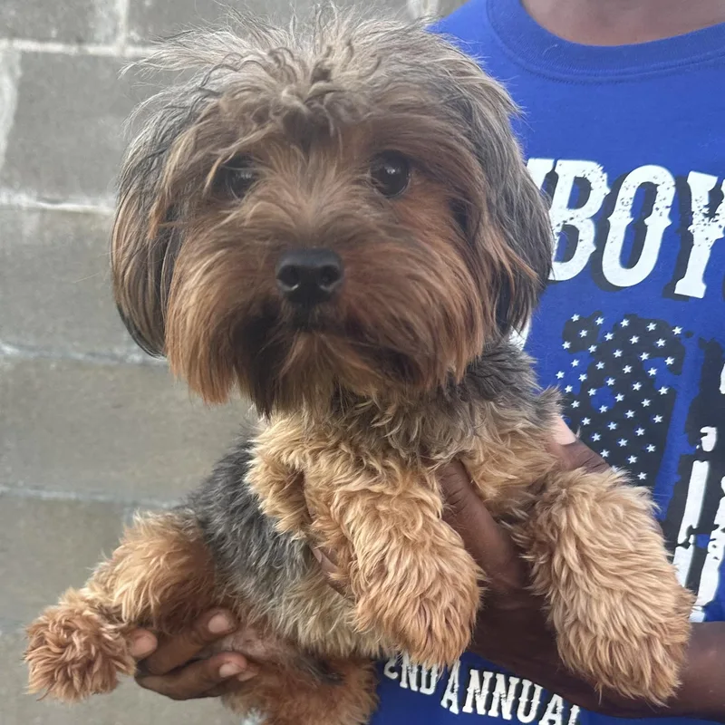 A young small-sized male Black Yorkshire Terrier dog named Hank Local Sept for adoption in Brookshire, TX