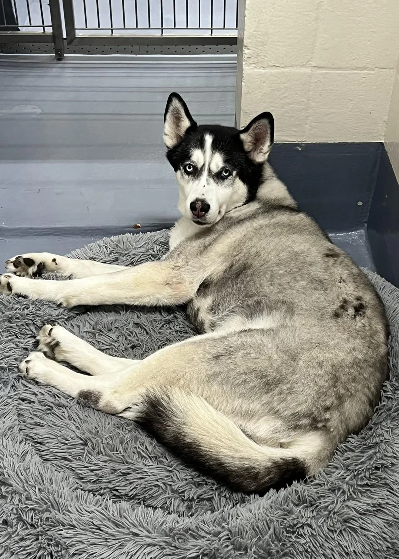 An adult large-sized female Black Siberian Husky dog named Akila for adoption in Dublin, CA