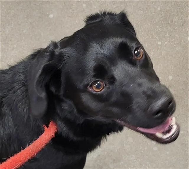 A young small-sized female Brittany Spaniel dog named Padme Aka Charla for adoption in Tucson, AZ