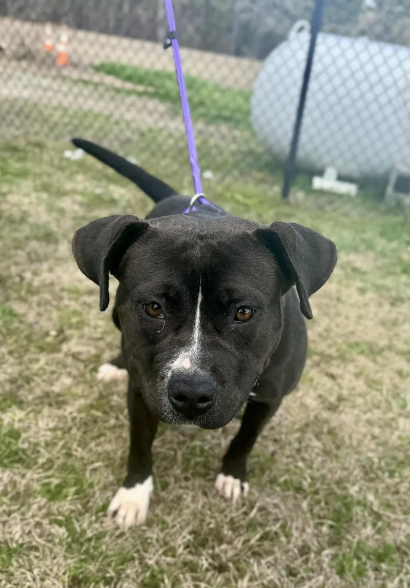 An adult medium-sized female Black American Bully dog named Miso for adoption in Chesterfield, SC