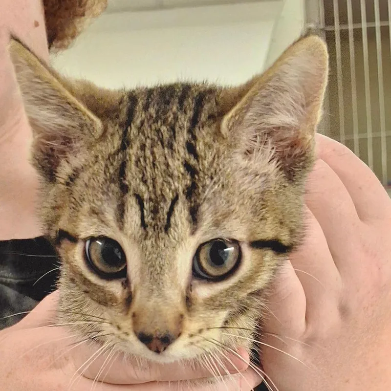 A baby small-sized male Domestic Short Hair cat named Waffle for adoption in Zanesville, OH